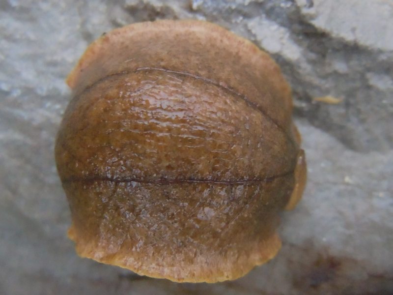 Testacellidae (?)  dal Centro Sardegna